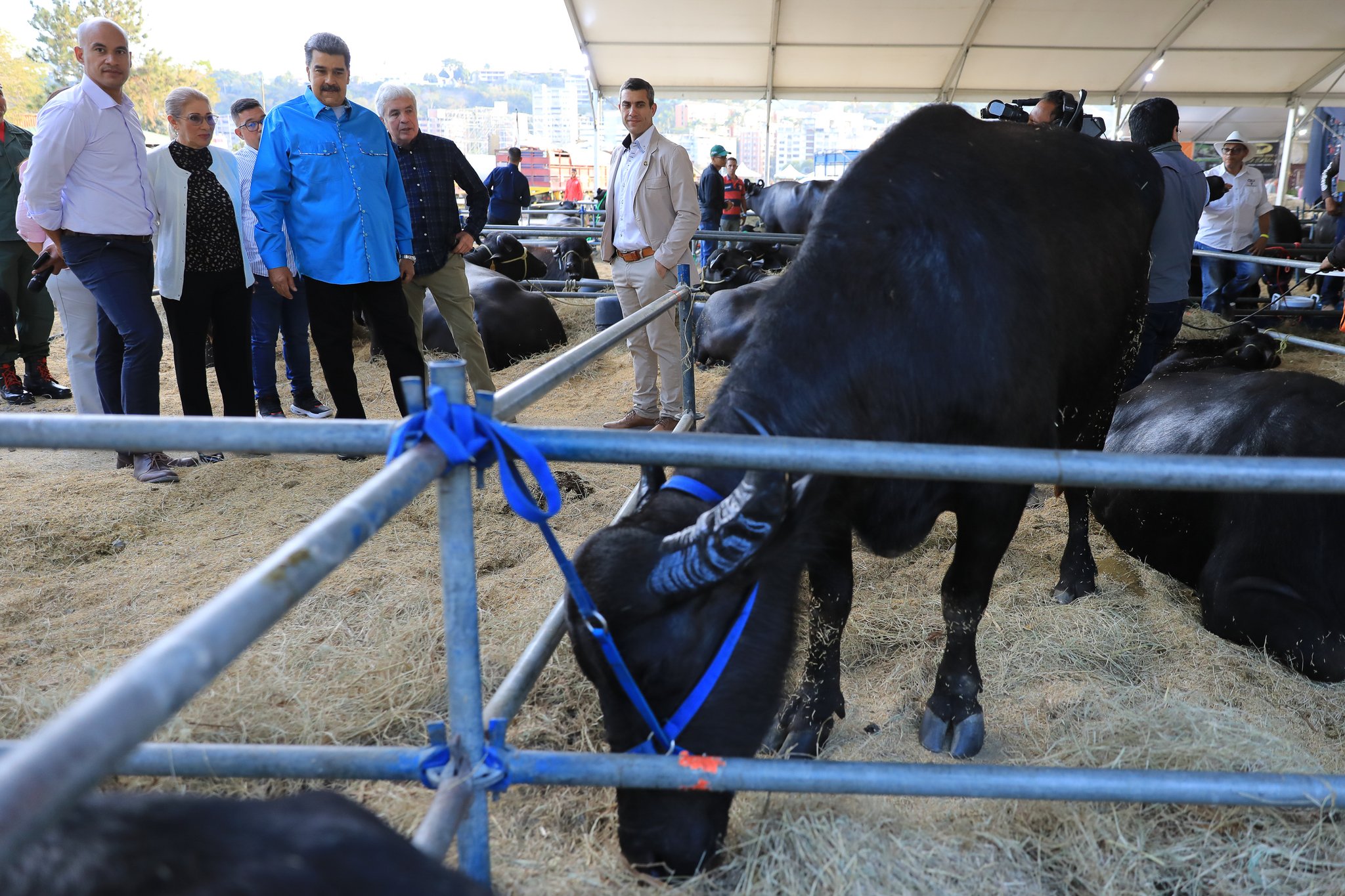 Presidente Nicolás Maduro inauguró la II Feria Nacional de CriaBúfalos Caracas 2023